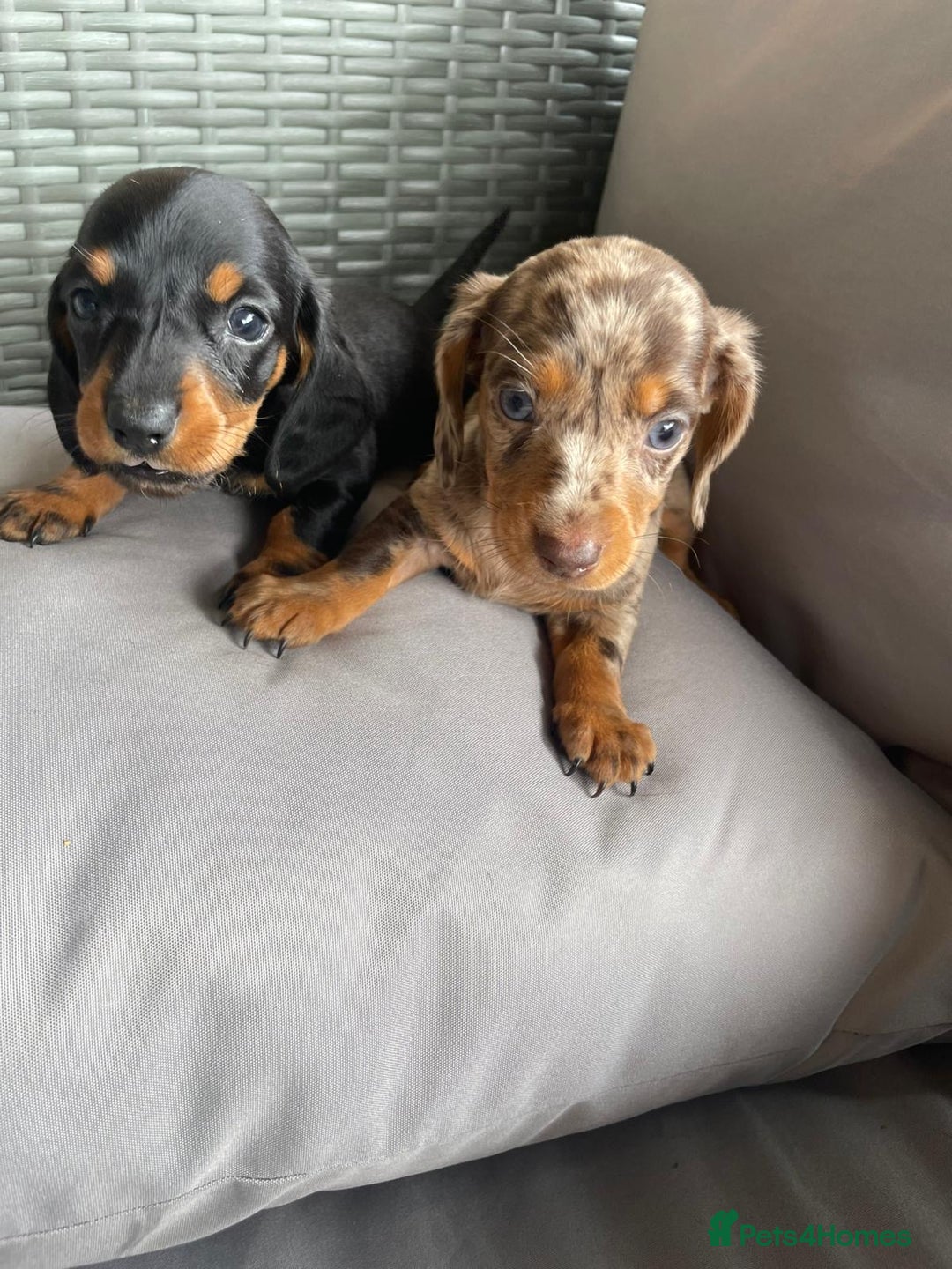 Dachshund dogs for sale: Dachshund Puppys miniature - Image 9