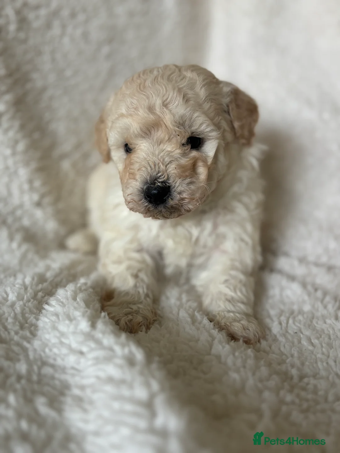 Poochon dogs for sale: One boy remaining - Advert 30