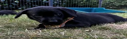 Labrador Retriever dogs for sale: KC Reg Puppies, FTCH Bred with versatility in mind - Advert 13