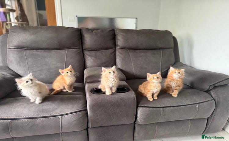 Siberian cats - Advert 16