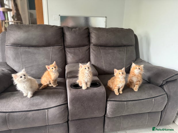 Siberian cats - Advert 14