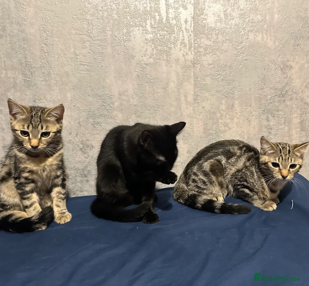 Mixed Breed cats for sale: Bengal kitten! - Advert 2