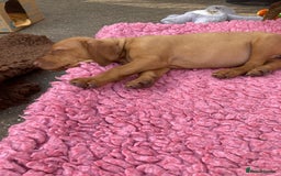 Hungarian Vizsla dogs for sale: Smooth haired Hungarian Vizsla puppies  - Image 4
