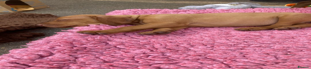 Hungarian Vizsla Puppy 3