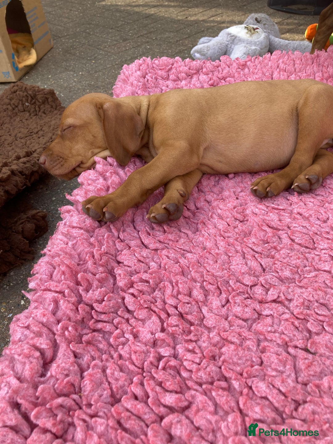 Hungarian Vizsla dogs for sale: Smooth haired Hungarian Vizsla puppies  - Image 4