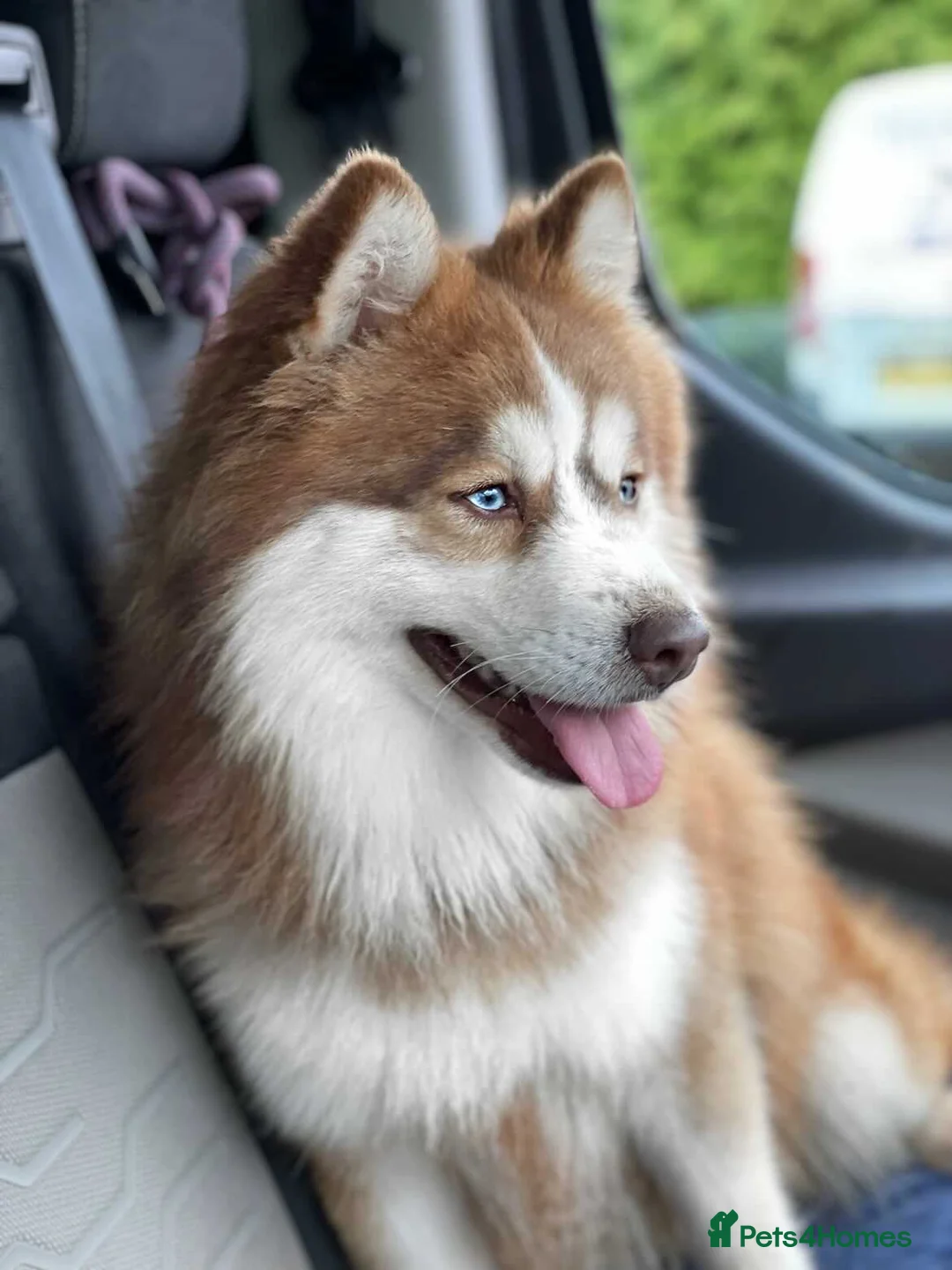 Pomsky dogs for stud: American Import Chocolate Pomsky for Stud in Ammanford - Advert 3