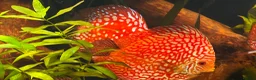 Discus fish for sale: Breeding pair of Checkerboard Pigeon Discus - Advert 7
