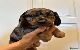 Cocker Spaniel dogs for sale: Super rare and unique show type dna tested Kc reg  - Image 14