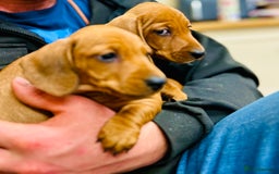 Miniature Dachshund dogs for sale: KC reg miniature smooth haired dachshunds  - Image 6