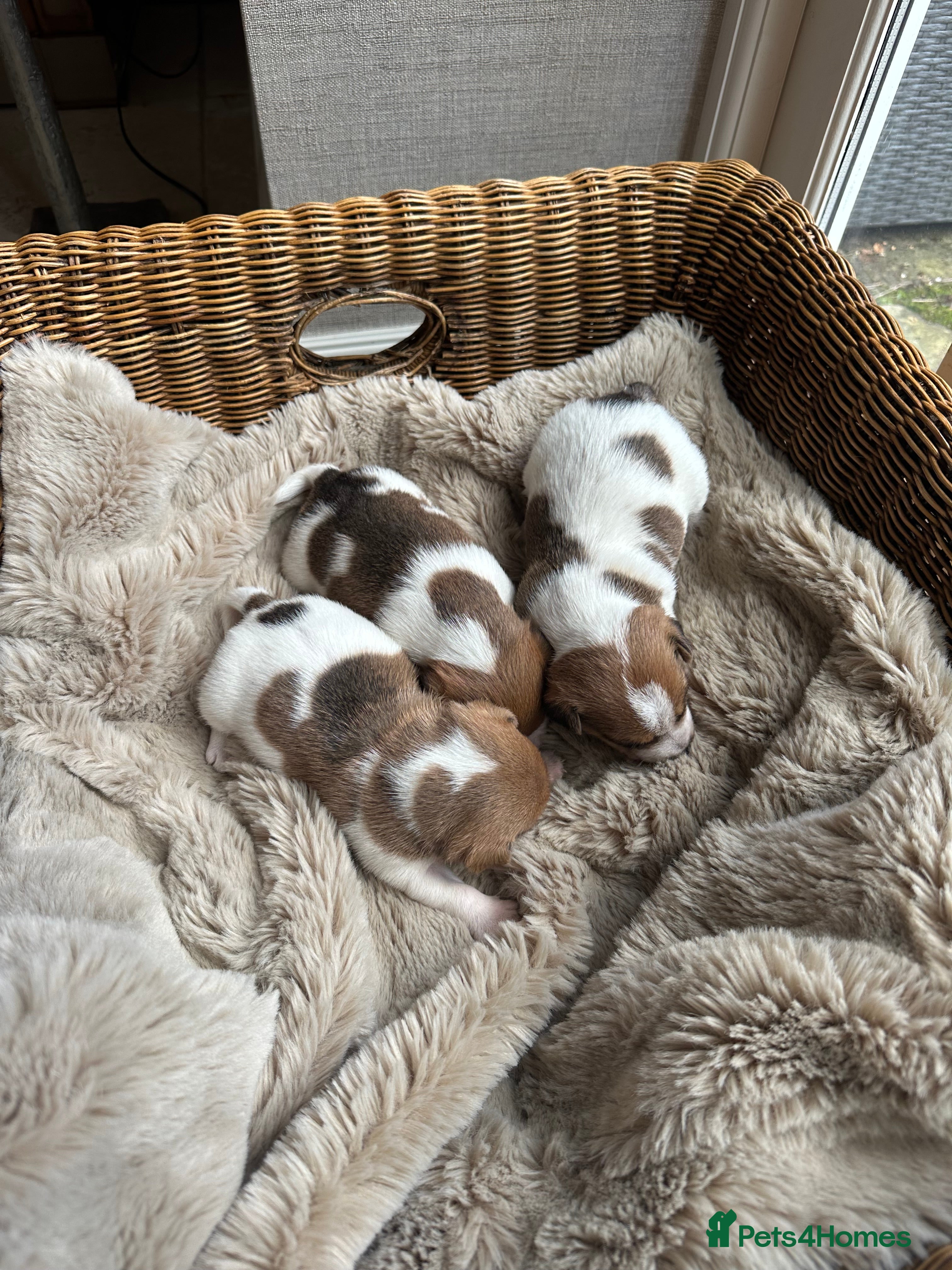 Jack Russell dogs Three beautiful Jack Russell boys for sale  - Advert 1