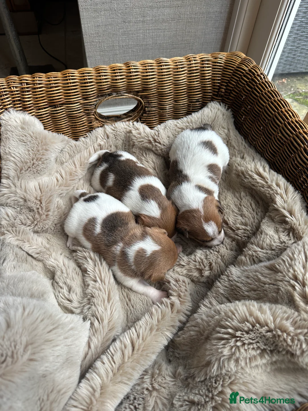 Jack Russell dogs for sale: Three beautiful Jack Russell boys for sale  - Advert 1