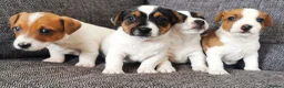 Jack Russell dogs for sale: Superb Veterinary Docked working Jack Russells - Advert 2