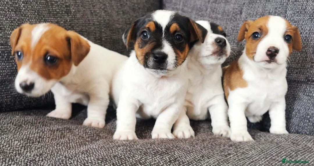 Jack Russell dogs for sale: Superb Veterinary Docked working Jack Russells - Advert 2