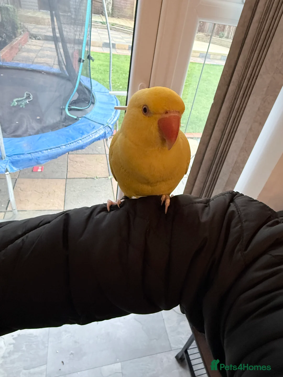 Ringnecks birds for sale: Beautiful Indian ringnecks rare albino & yellow  - Advert 7