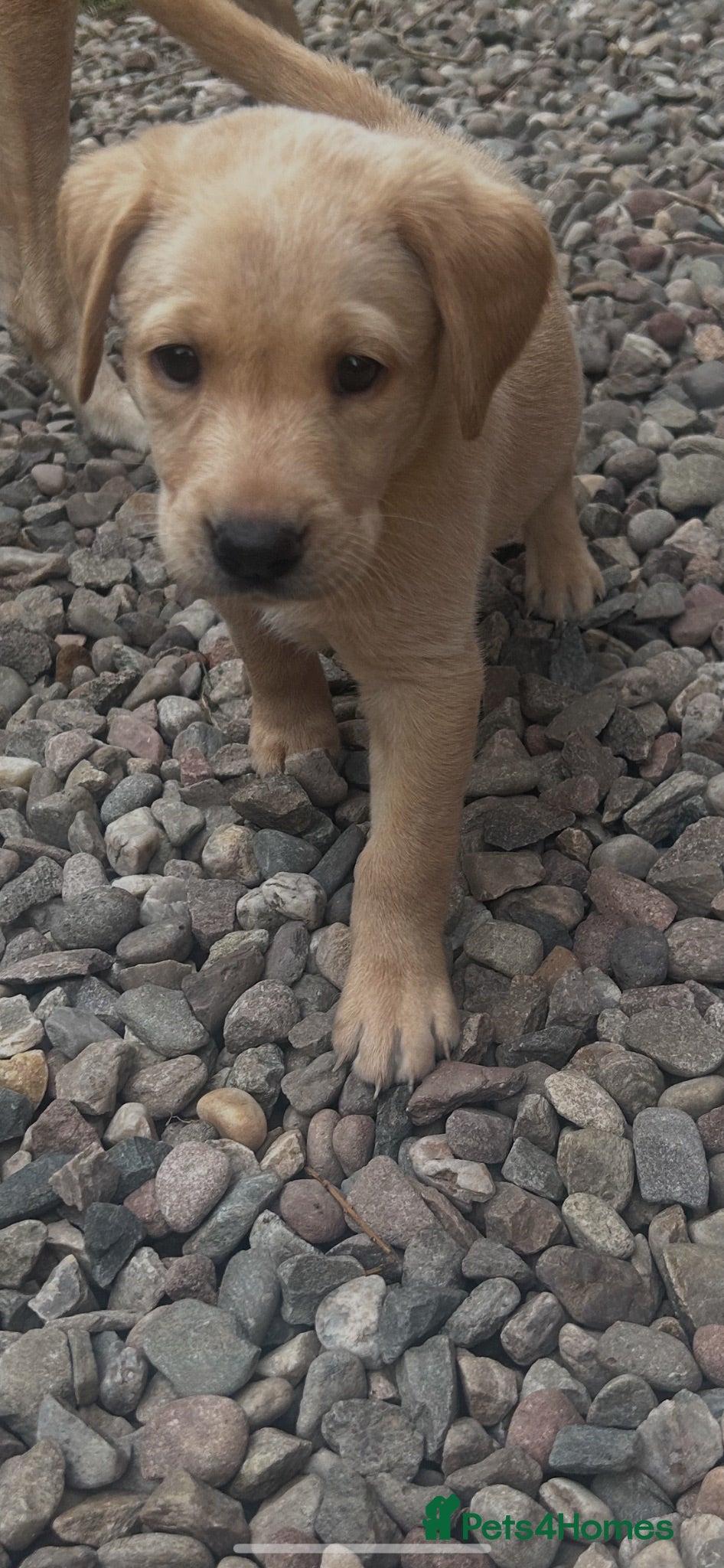 Labrador Retriever dogs Gorgeous Labrador girl puppies  - Advert 1