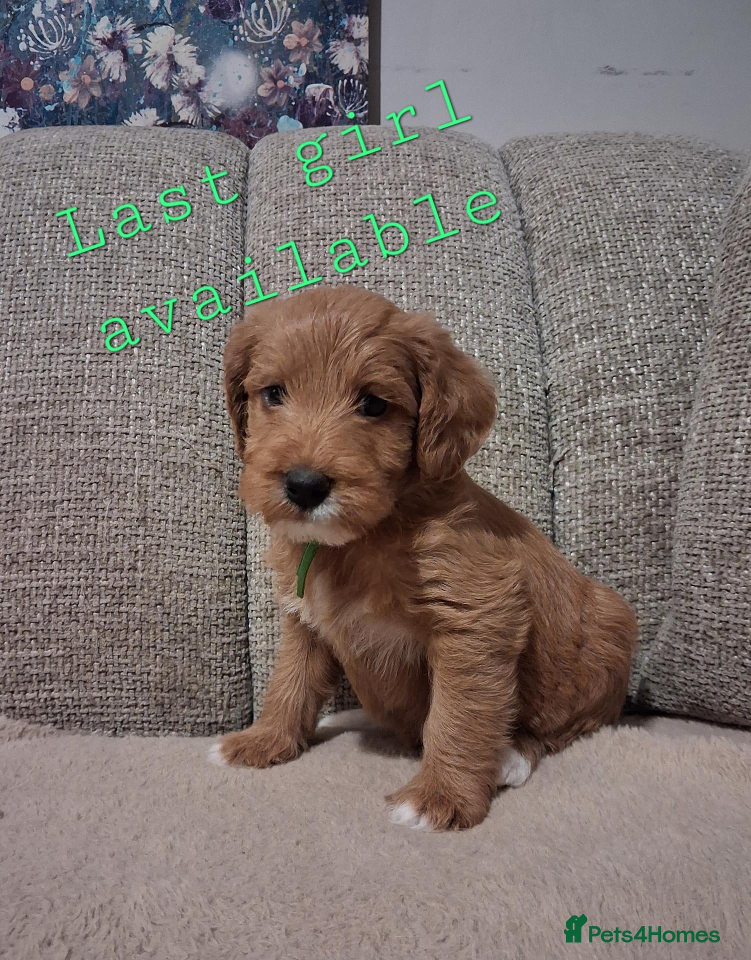 Australian Labradoodle dogs Miniature Australian labradoodles - Advert 1