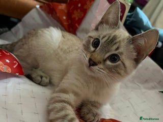 Bengal cats Guaranteed to be Cuddly *ready now* - Advert 9