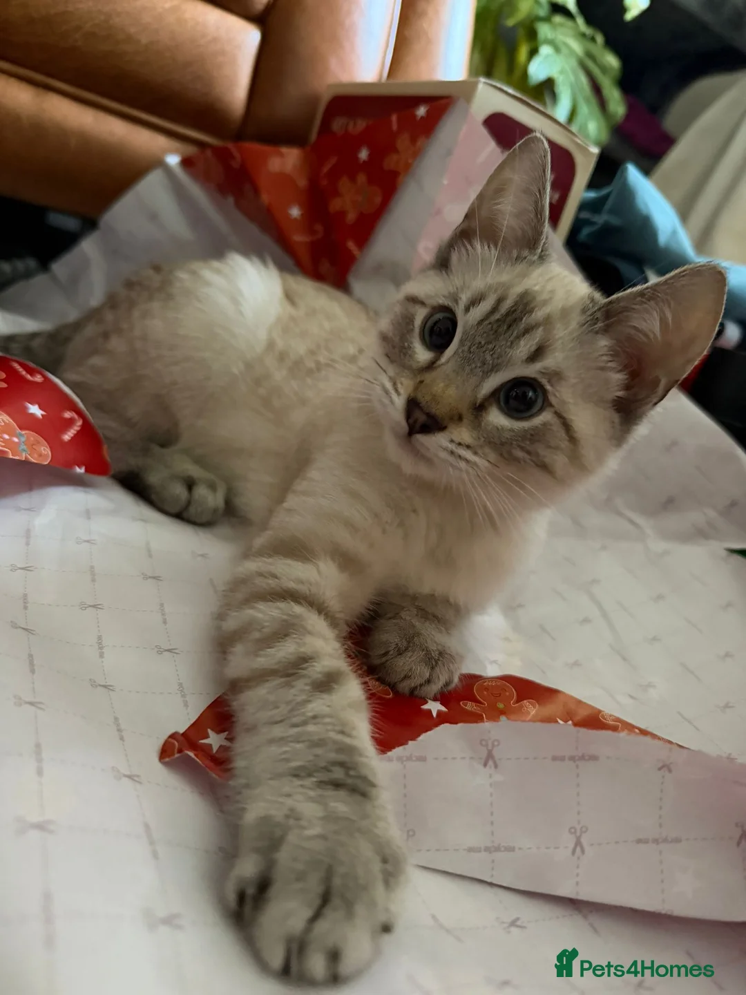 Bengal cats for sale: Guaranteed to be Cuddly *ready now*  - Advert 3