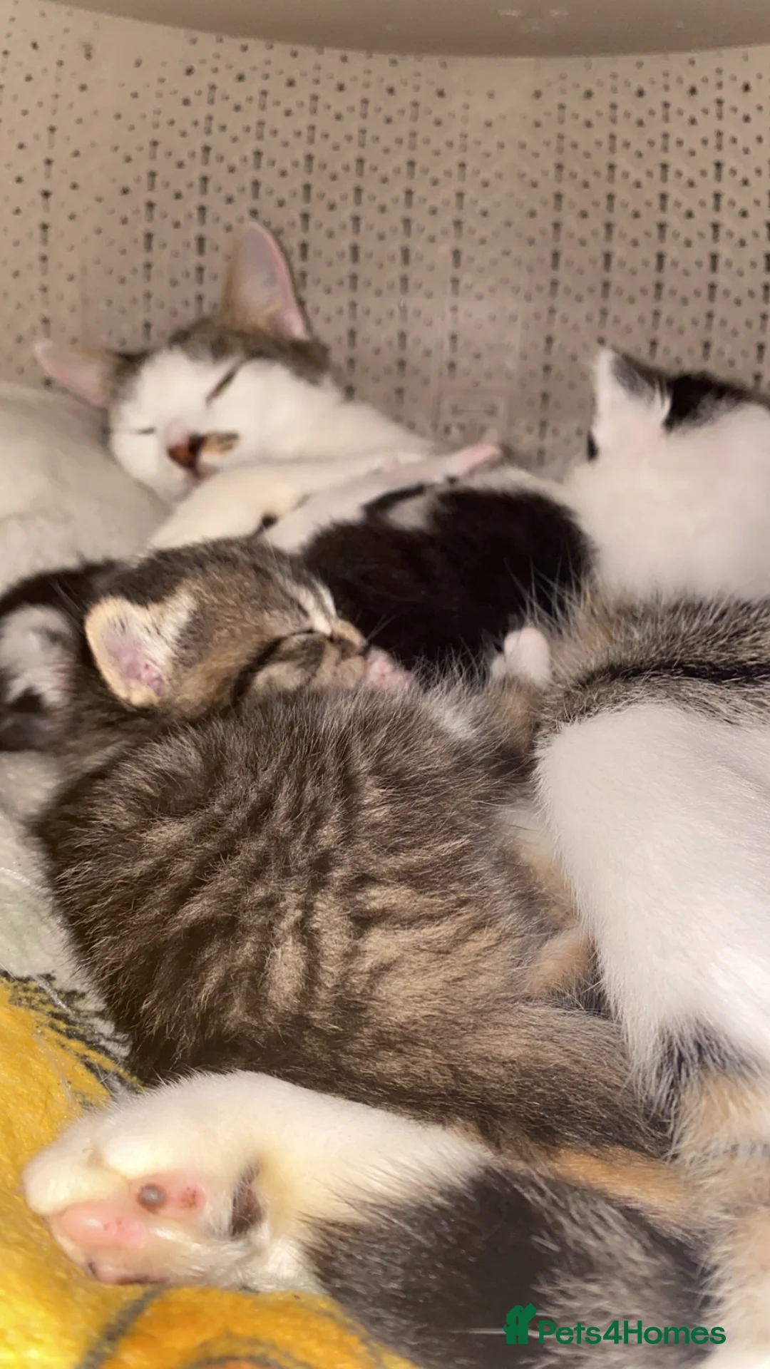 Mixed Breed cats for sale: Fluffy baby kitten  in Bradford - Advert 11