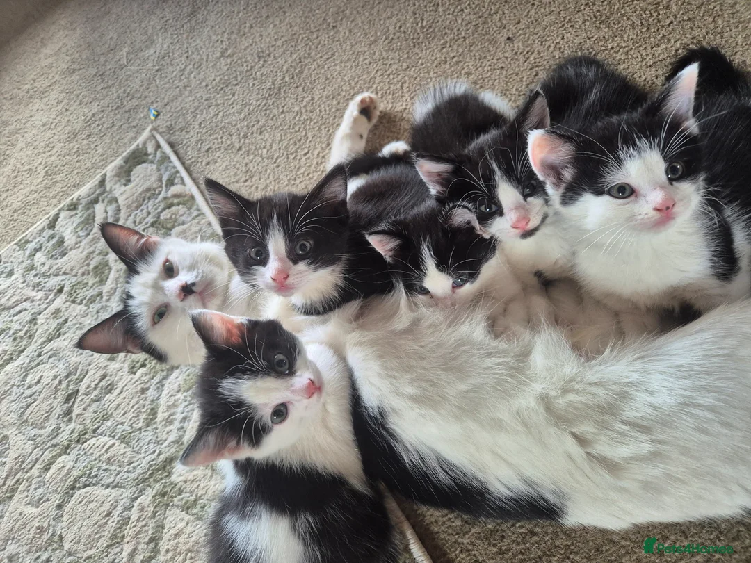 Mixed Breed cats for sale: 3 boys 2 girls  - Advert 1