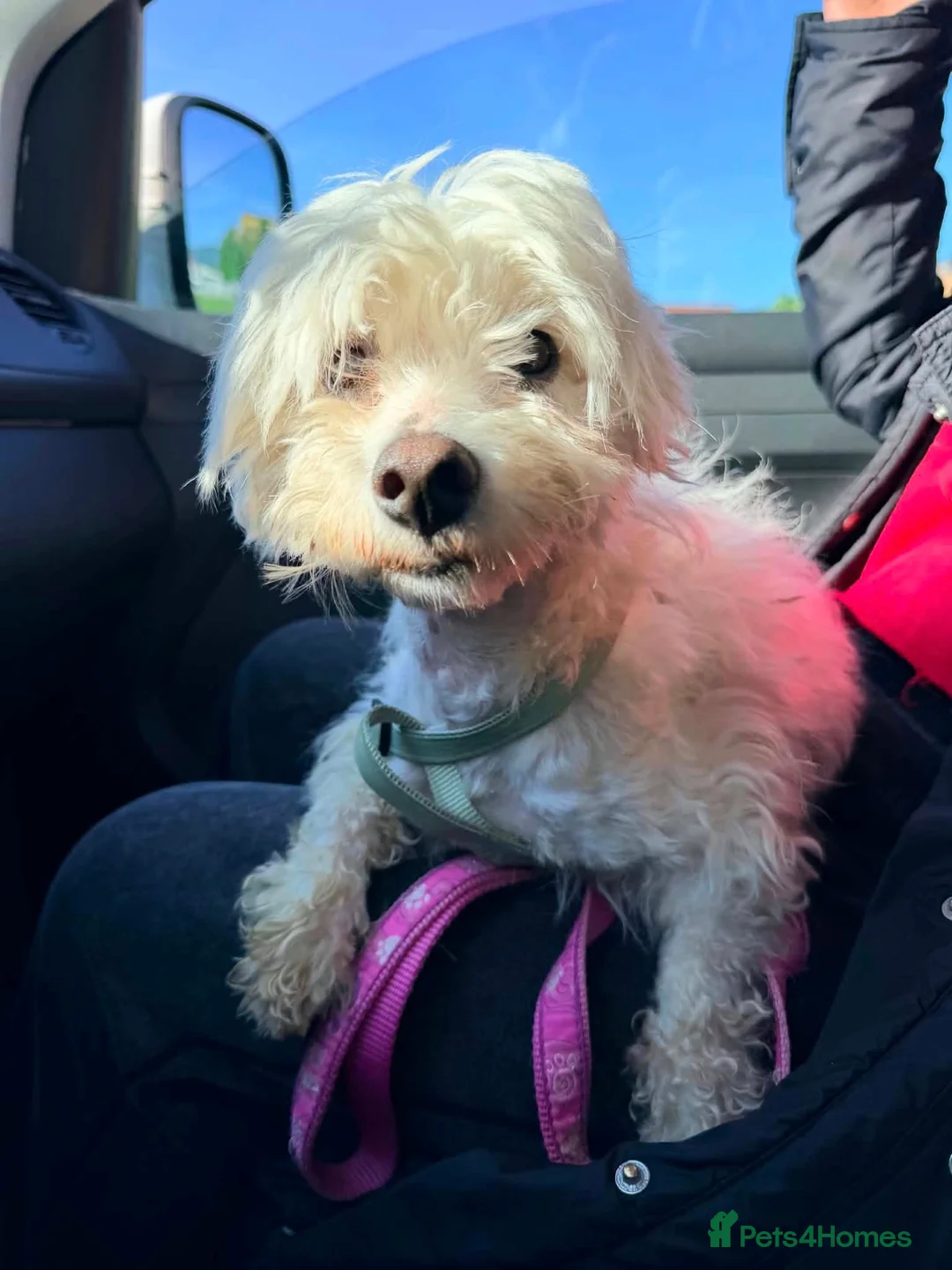 Mixed Breed dogs for adoption: Lucky The Little Dog Who Refused to Give Up  - Advert 1