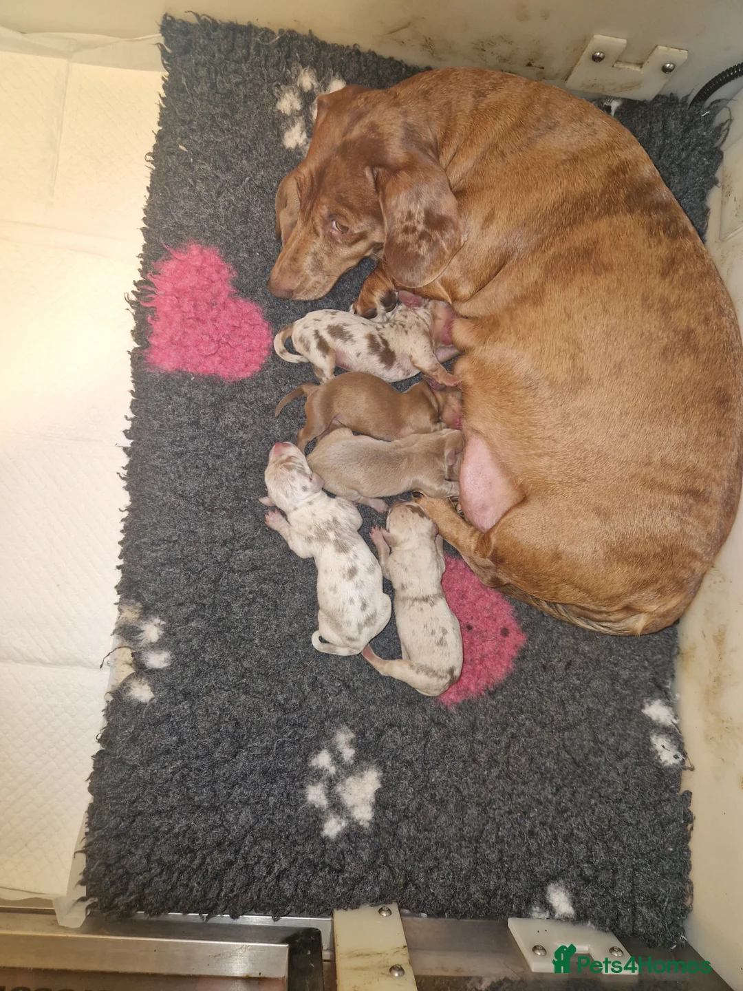 Miniature Dachshund dogs for sale: Kc registered miniature dachshund  in Whitstable - Advert 2