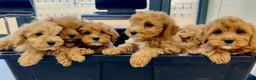 Cavapoo dogs for sale: Beautiful red Cavapoos  in Sheerness - Advert 28