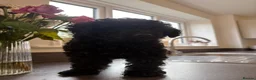 Toy Poodle dogs for sale: READY NOW solid black KC Toy poodle Girl - Advert 2