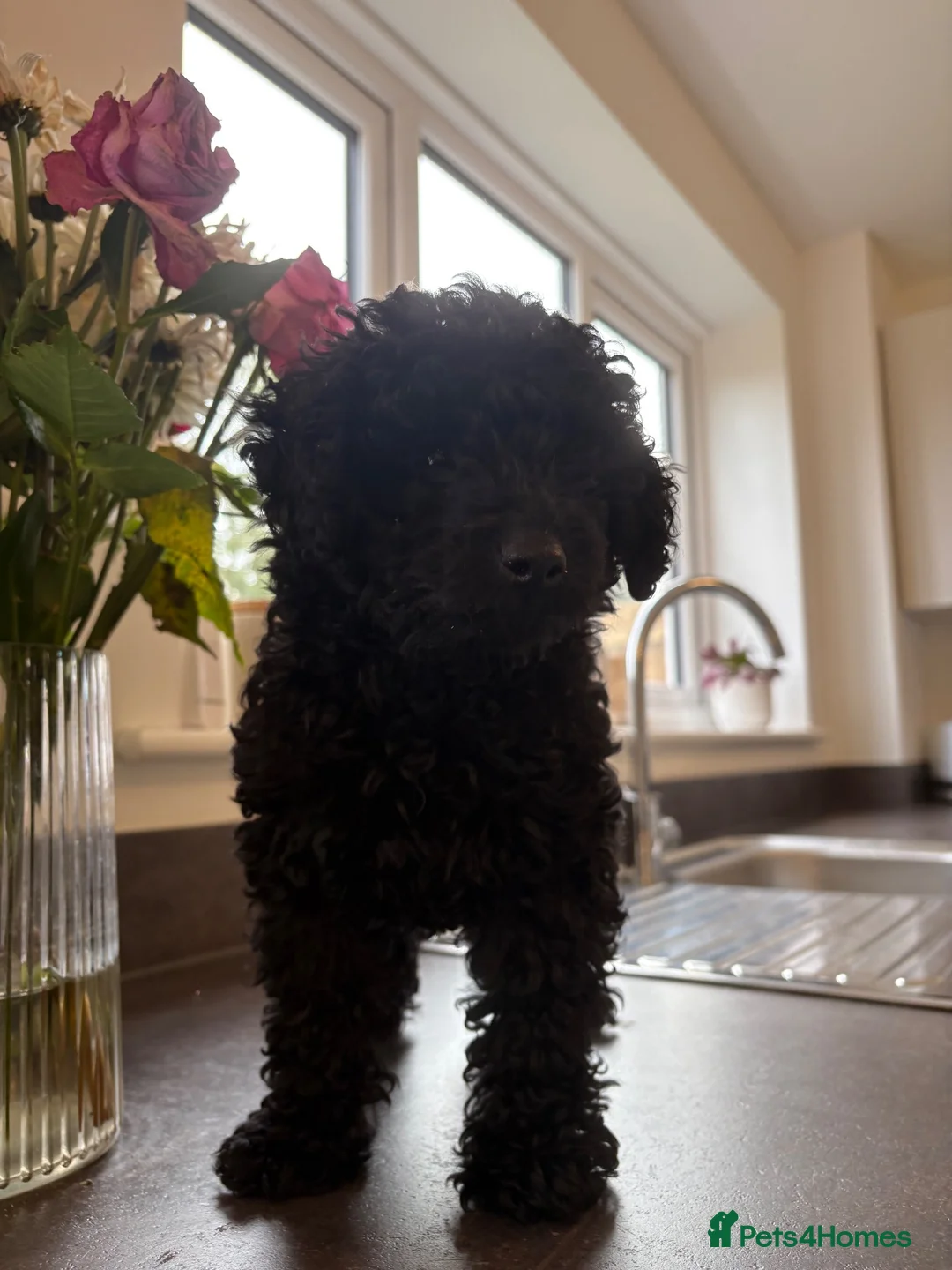 Toy Poodle dogs for sale: READY NOW solid black KC Toy poodle Girl - Advert 2