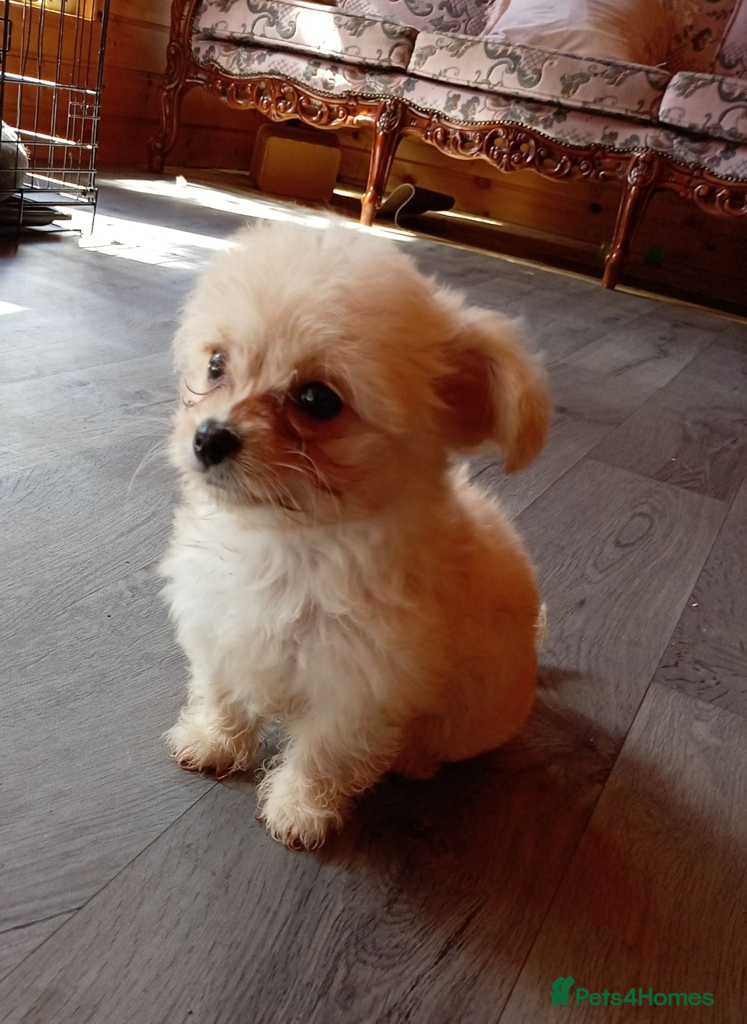 Chipoo dogs 3 beautiful chipoo puppies - Advert 8