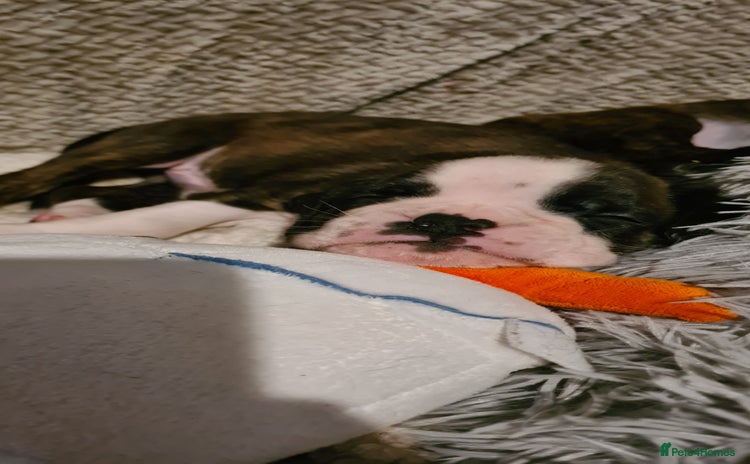 Boxer dogs - Advert 4
