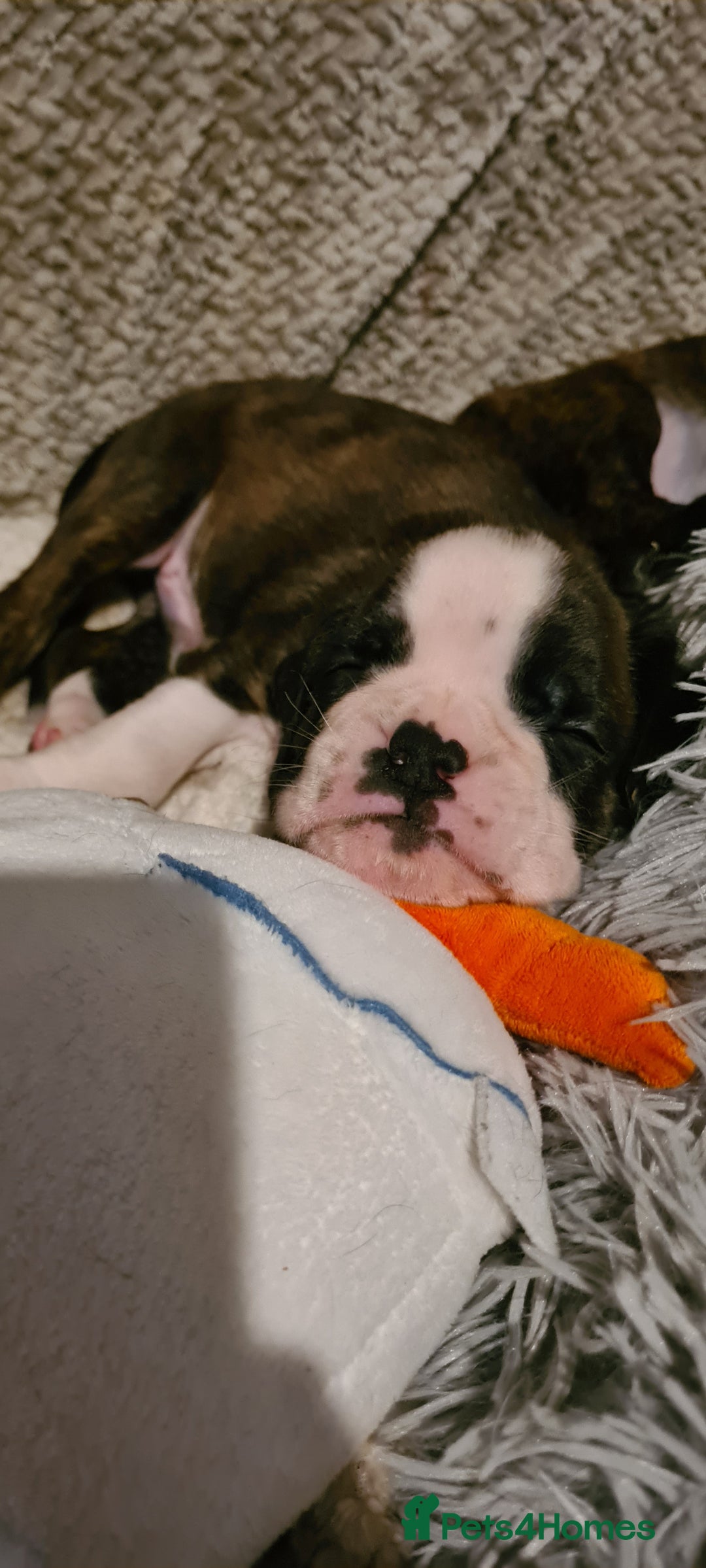 Boxer dogs for sale:  Puppies KC – Exceptional Champion Bloodlines 🐾 - Image 3