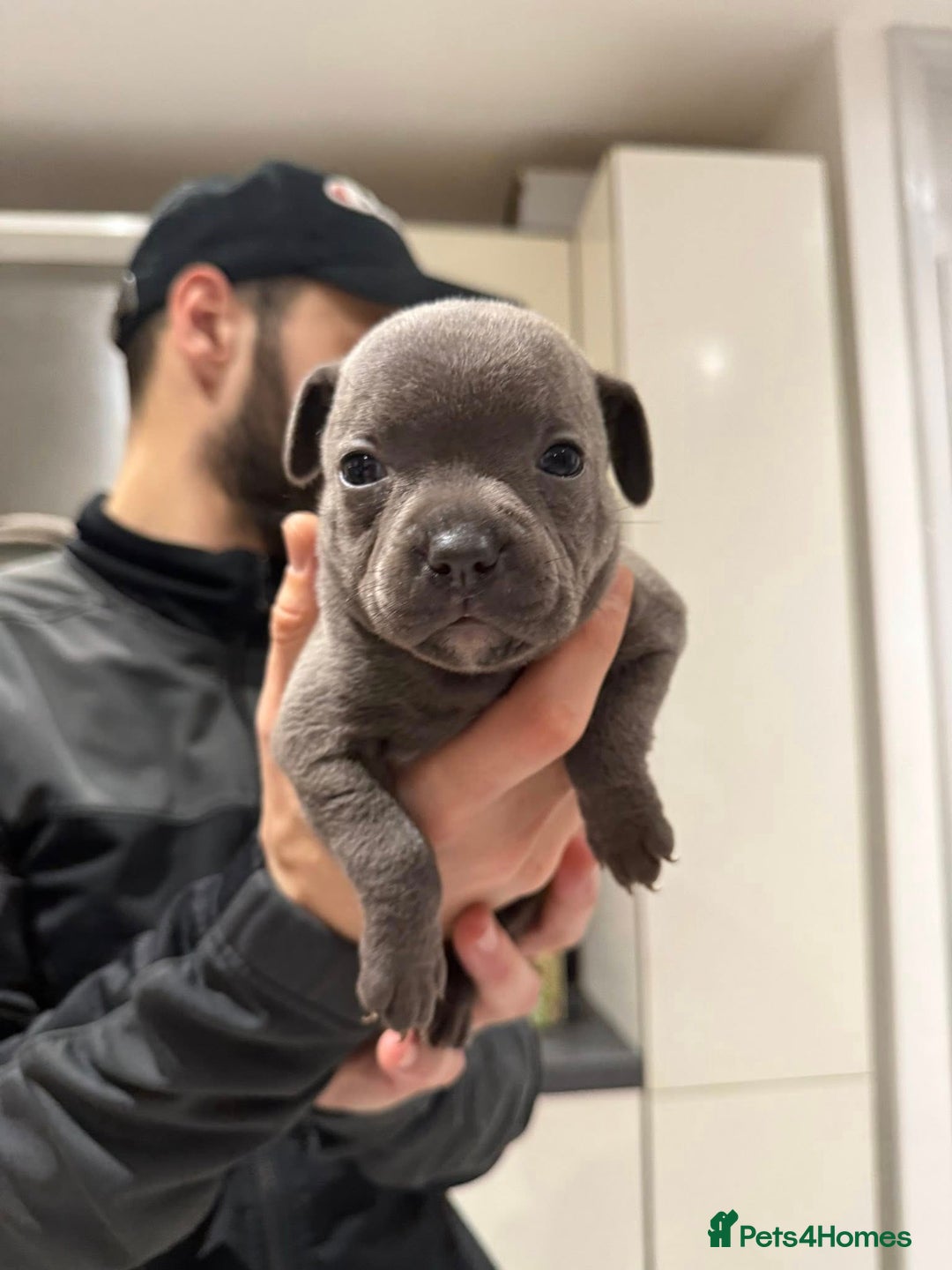 Staffordshire Bull Terrier dogs for sale: KC blue staffordshire bull terrier - Advert 9