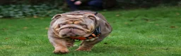 English Bulldog dogs for stud: Now proven English Bulldog at stud - Advert 31