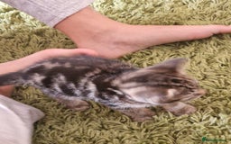 Mixed Breed cats for sale: Kittens - Image 14