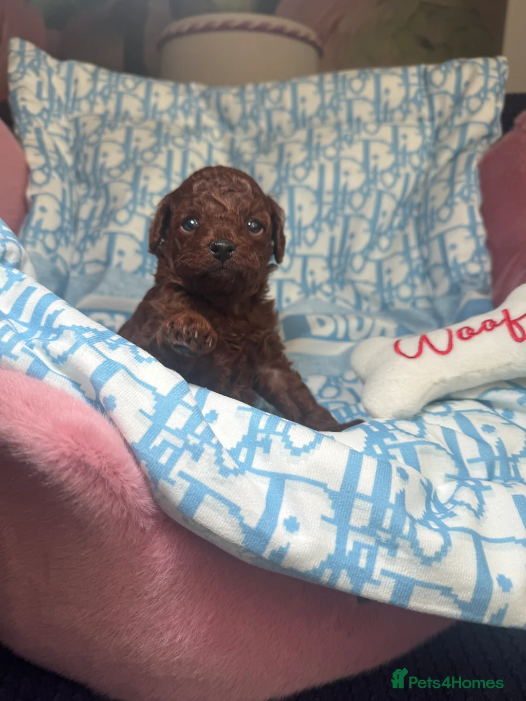 Toy Poodle dogs for sale: Asian micro poodle-you can join in to waiting list - Advert 11