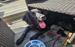 Mixed Breed dogs for sale: Loving home needed for 7 month old - Image 3