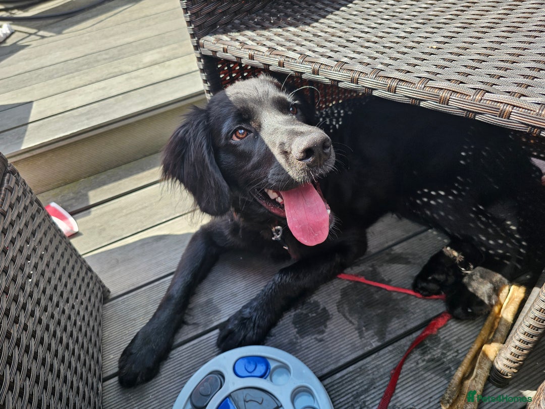 Mixed Breed dogs for sale: Loving home needed for 7 month old - Image 3