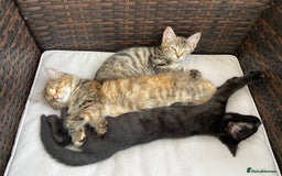 Mixed Breed cats for sale: Two girls and one boy kitten available - Image 1