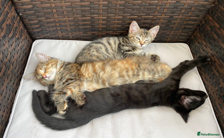 Mixed Breed cats - Advert 4
