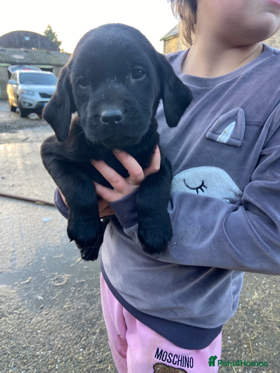 Labrador Retriever dogs for sale: 3 beautiful Labrador puppies for sale  - Advert 11