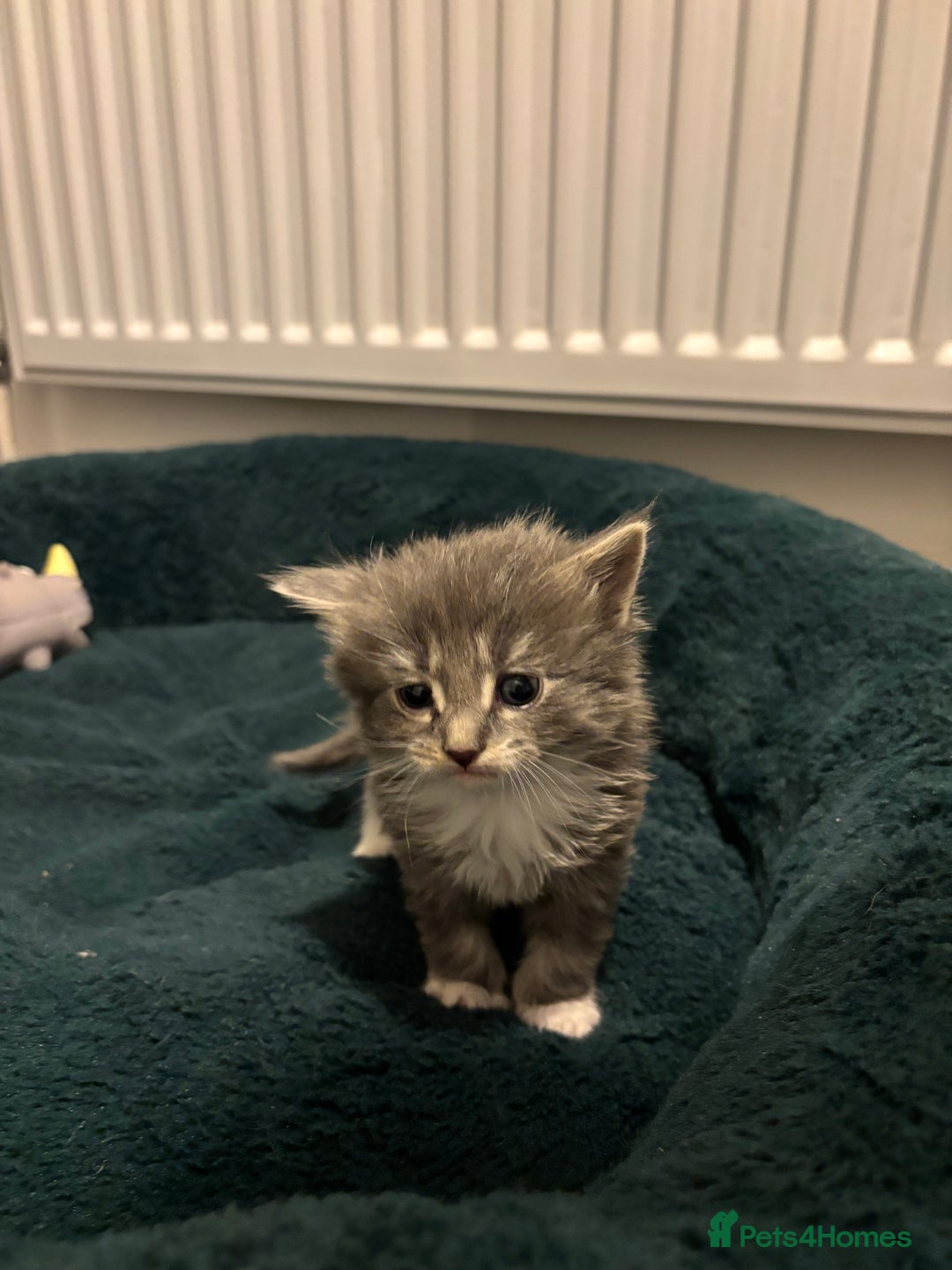 Mixed Breed cats for sale: Maine coon/Scottish fold cross - Advert 10