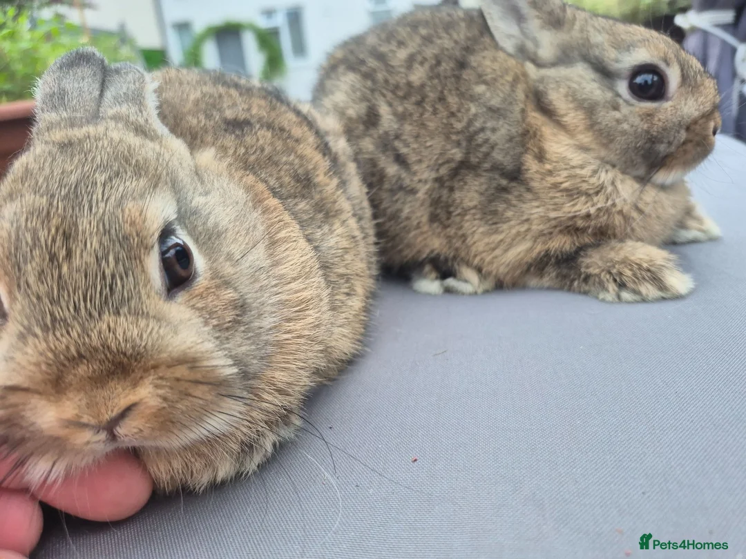 Netherland Dwarf rabbits for sale: Beautifull  netherland  babys - Advert 6