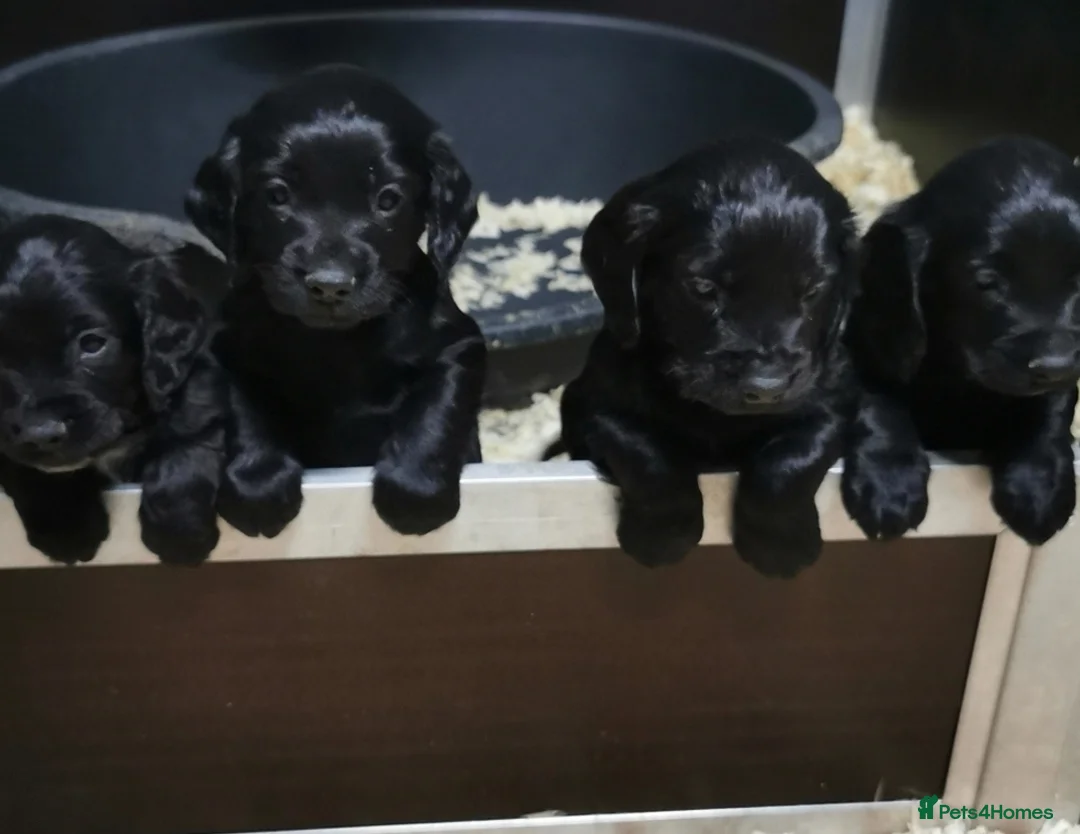 Cocker Spaniel dogs for sale: Black Cocker Spaniel Pups  - Advert 1