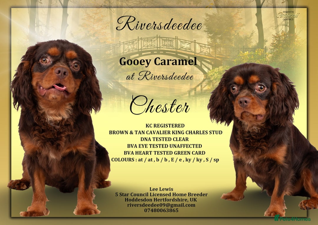 Cavalier King Charles Spaniel dogs for stud: KC REG  HEALTH TESTED CHOC & TAN CAV STUD  - Advert 1