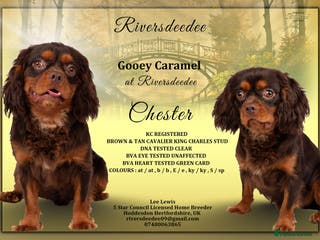 Cavalier King Charles Spaniel dogs KC REG HEALTH TESTED CHOC & TAN CAV STUD - Advert 1