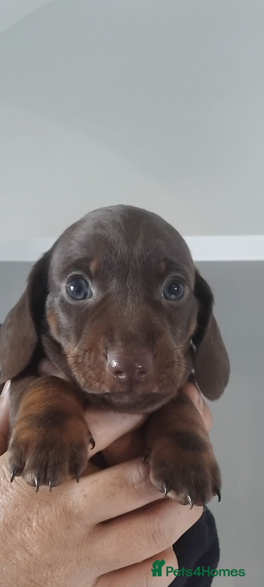Miniature Dachshund dogs Kc registered miniature dachshund puppies - Advert 2