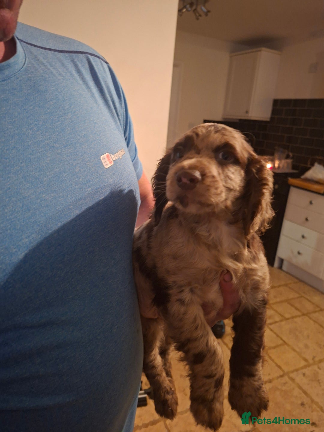 Cocker Spaniel dogs for sale: Cocker spaniel puppies  - Advert 8