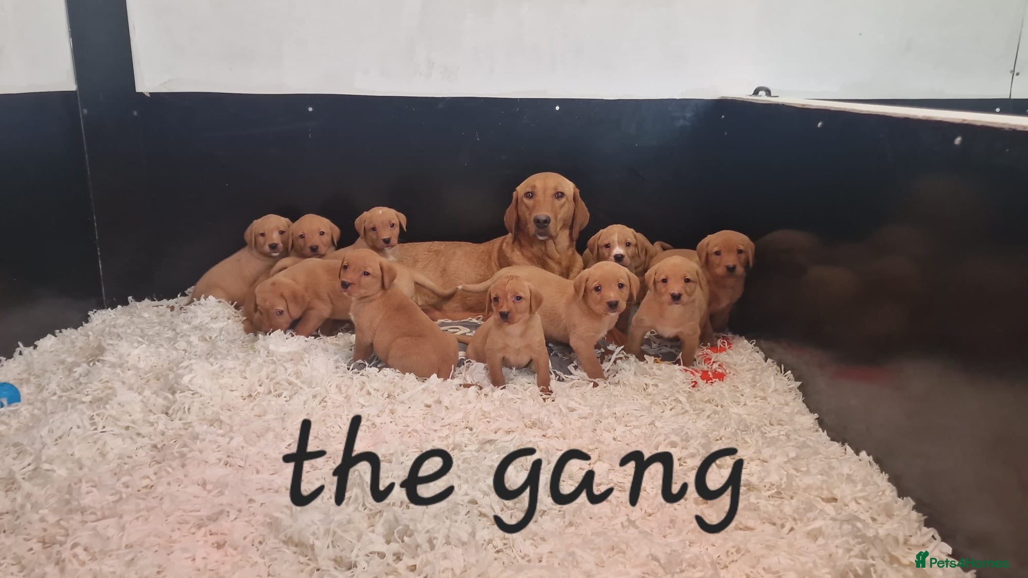 Labrador Retriever dogs Beautiful Labrador Puppies KC REGISTERED - Advert 1