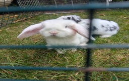 Mini Lop rabbits for sale: Monty and Muffin  - Image 2
